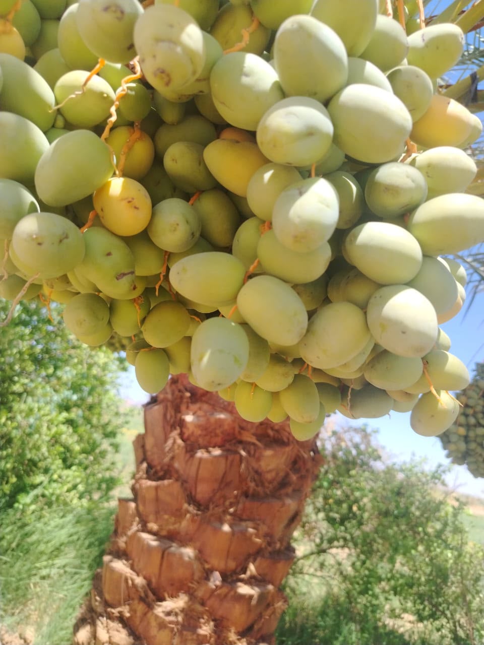 فرصه استثماريه زراعيه 