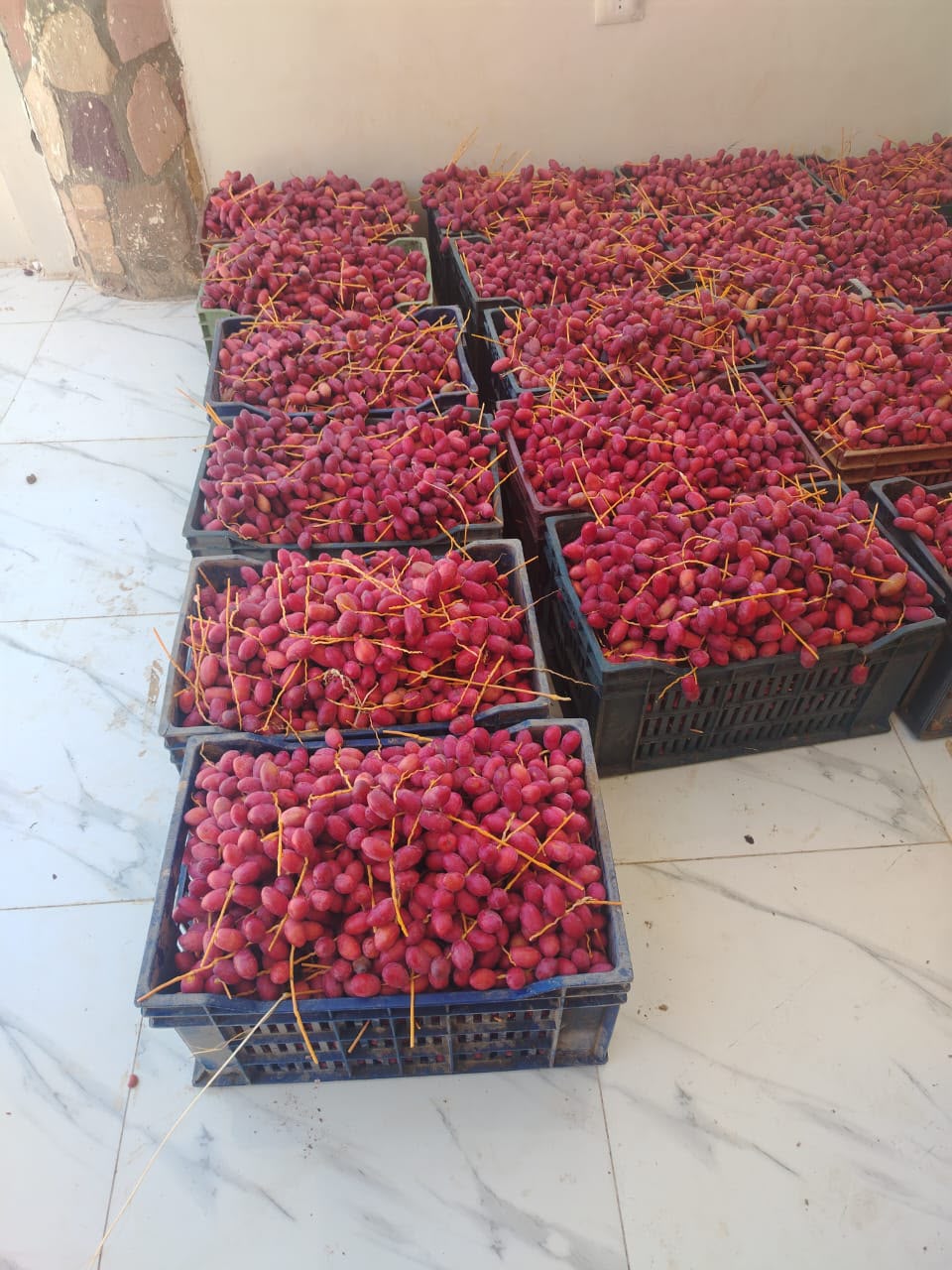 فرصه استثماريه زراعيه 