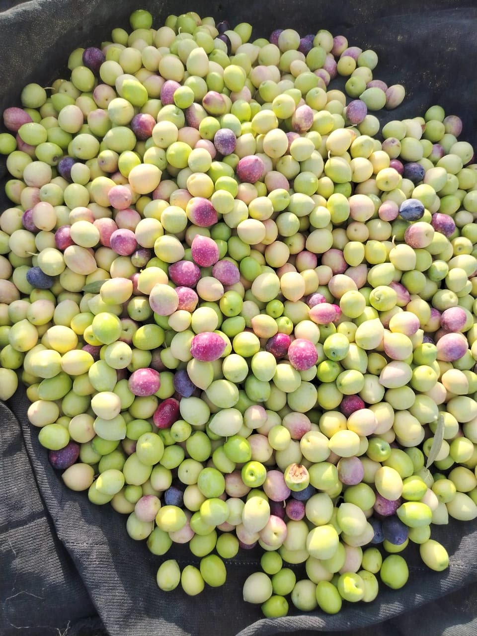 فرصه استثماريه زراعيه 