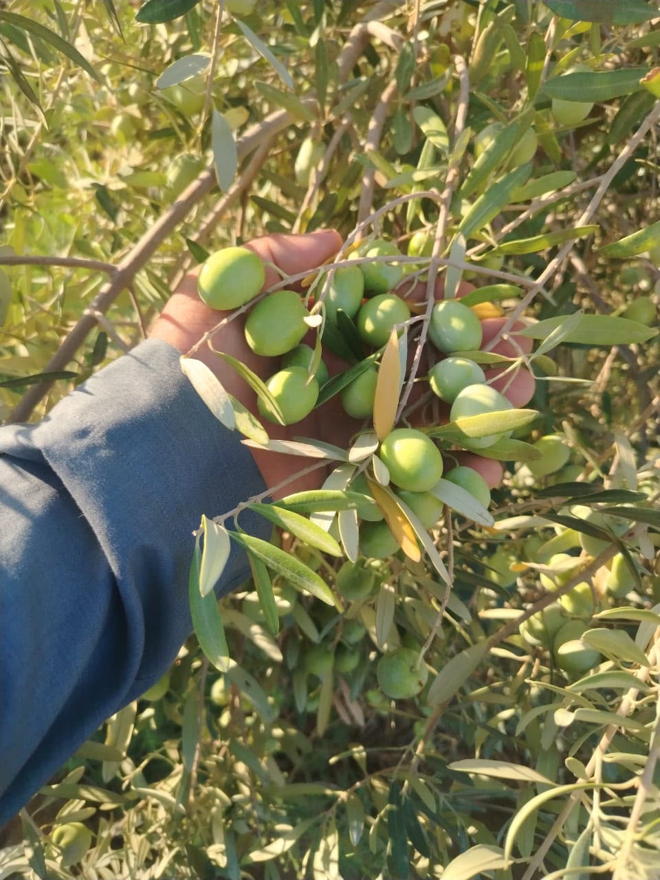 فرصه استثماريه زراعيه 