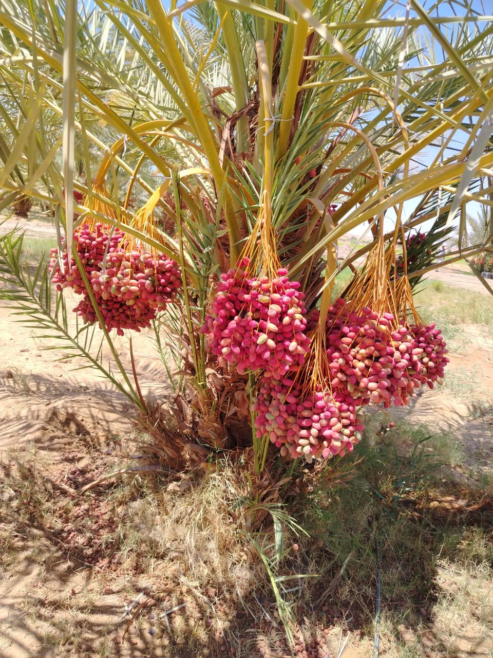 فرصه استثماريه زراعيه 