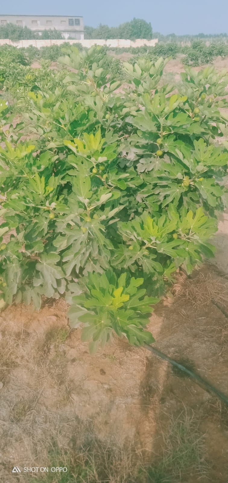 🌾 فرصة استثمارية ذهبية لا تعوض .. مزرعة 28.5 فدان في قلب وادي النطرون (خالصة الوجائب والأوراق)🚜✨
