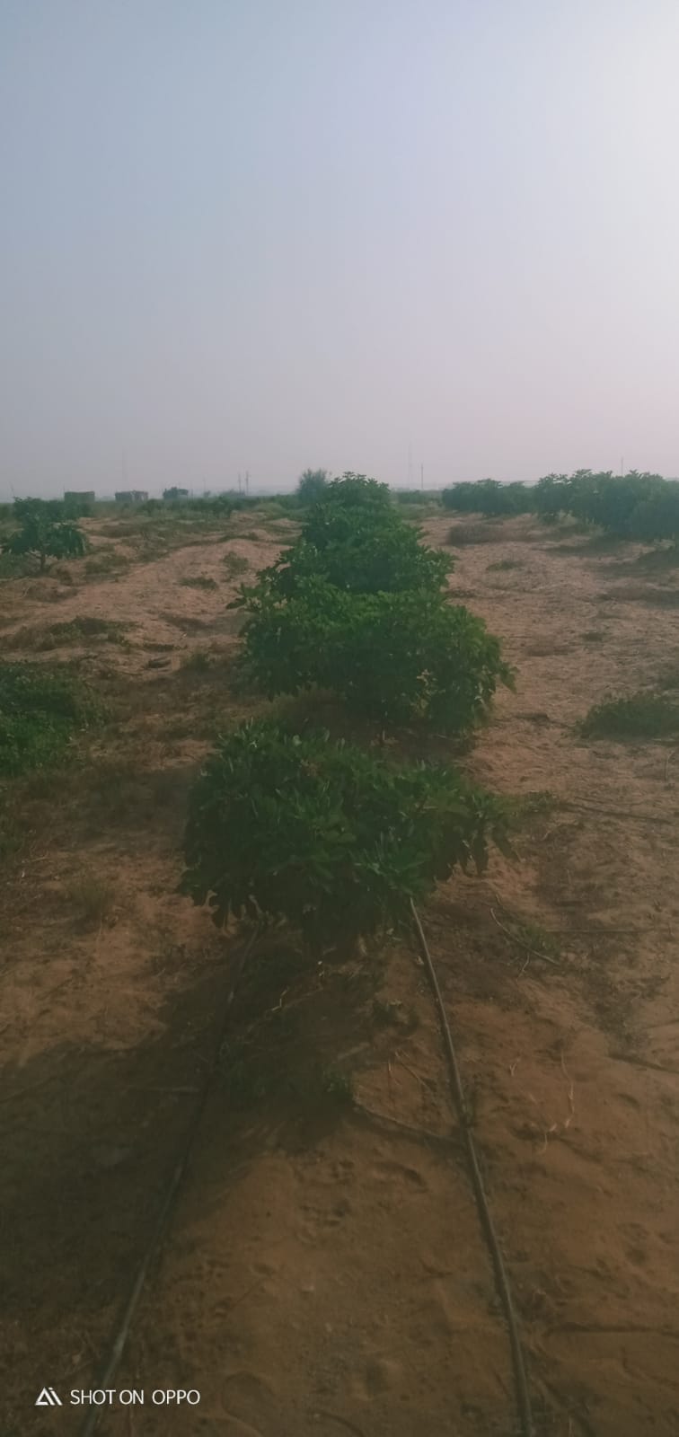 🌾 فرصة استثمارية ذهبية لا تعوض .. مزرعة 28.5 فدان في قلب وادي النطرون (خالصة الوجائب والأوراق)🚜✨
