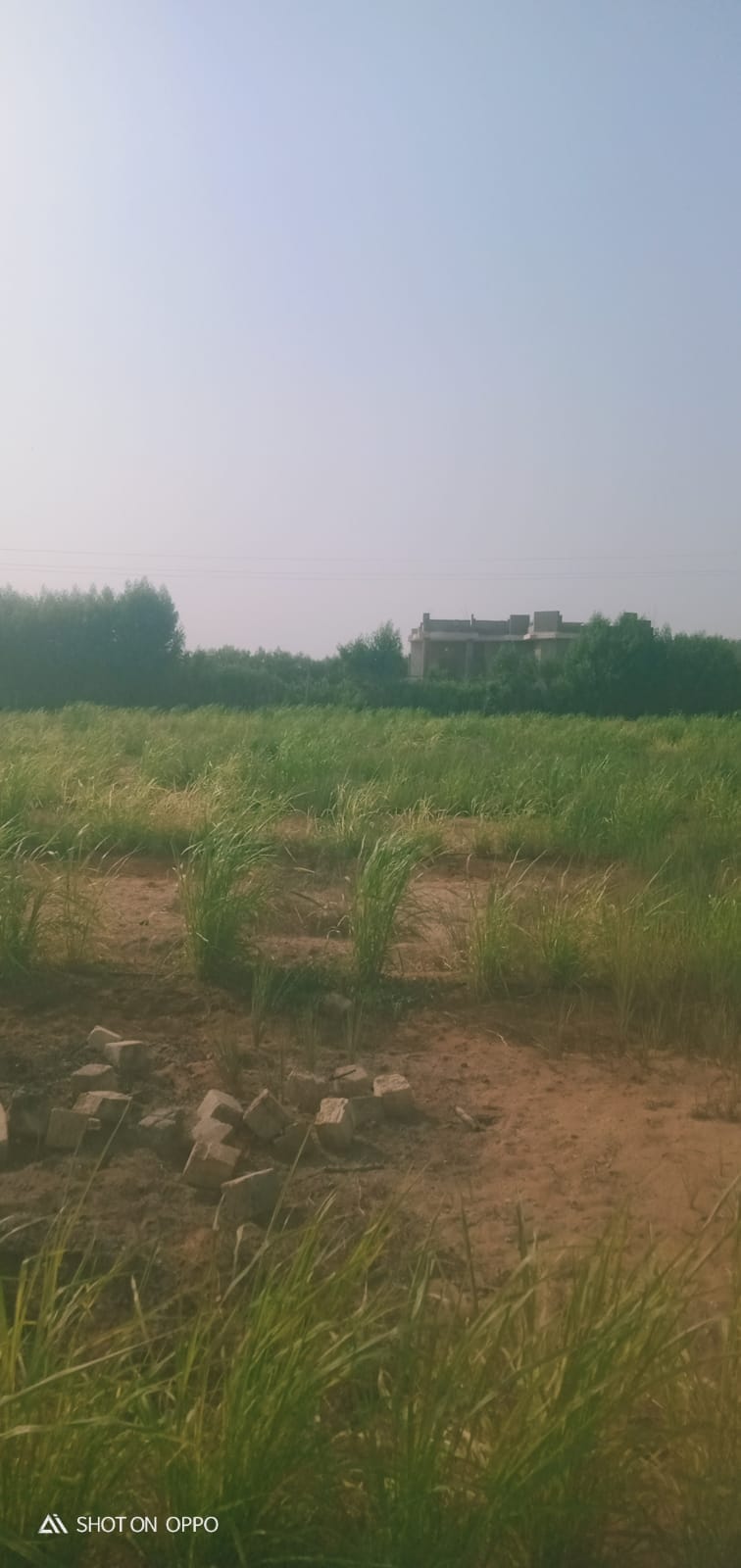 🌾 فرصة استثمارية ذهبية لا تعوض .. مزرعة 28.5 فدان في قلب وادي النطرون (خالصة الوجائب والأوراق)🚜✨