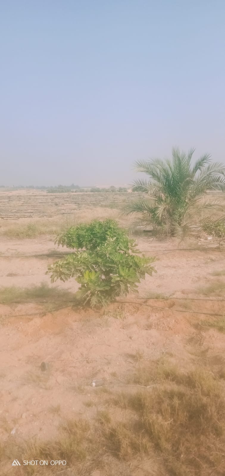 🌾 فرصة استثمارية ذهبية لا تعوض .. مزرعة 28.5 فدان في قلب وادي النطرون (خالصة الوجائب والأوراق)🚜✨