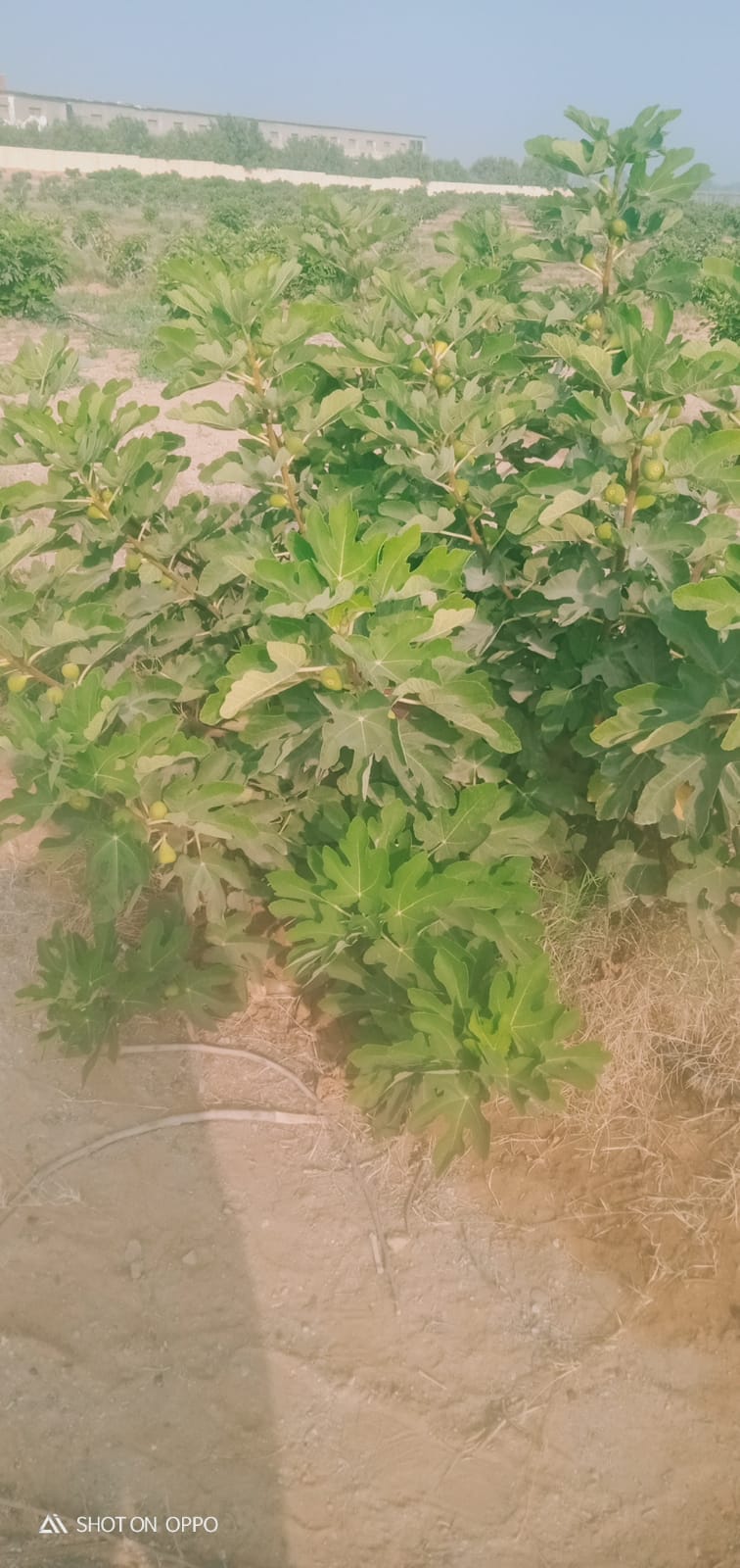 🌾 فرصة استثمارية ذهبية لا تعوض .. مزرعة 28.5 فدان في قلب وادي النطرون (خالصة الوجائب والأوراق)🚜✨