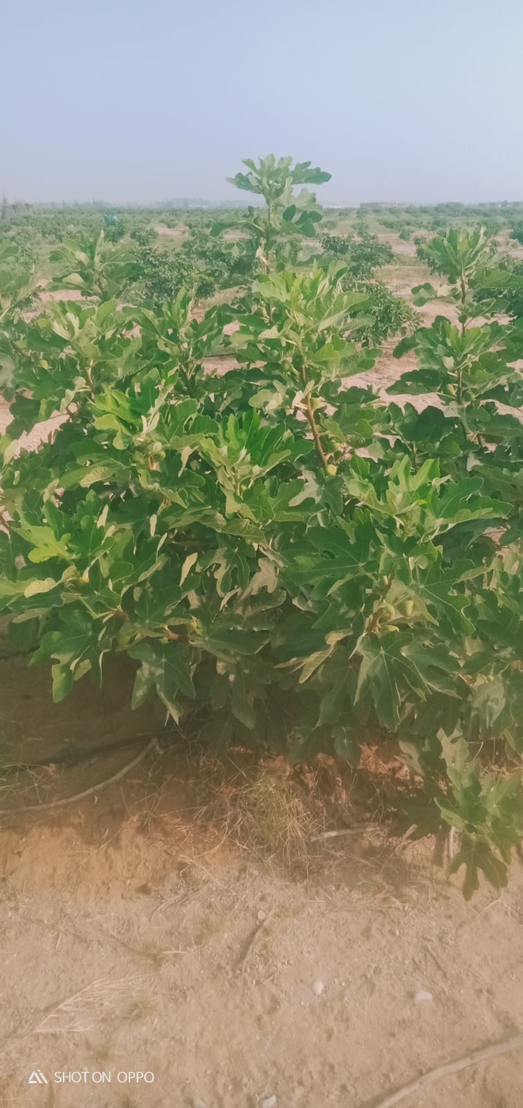 🌾 فرصة استثمارية ذهبية لا تعوض .. مزرعة 28.5 فدان في قلب وادي النطرون (خالصة الوجائب والأوراق)🚜✨