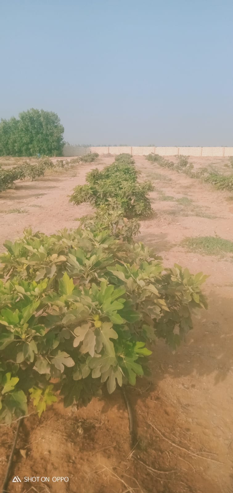 🌾 فرصة استثمارية ذهبية لا تعوض .. مزرعة 28.5 فدان في قلب وادي النطرون (خالصة الوجائب والأوراق)🚜✨