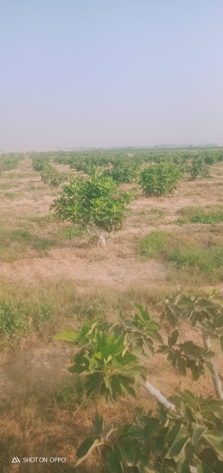 🌾 فرصة استثمارية ذهبية لا تعوض .. مزرعة 28.5 فدان في قلب وادي النطرون (خالصة الوجائب والأوراق)🚜✨