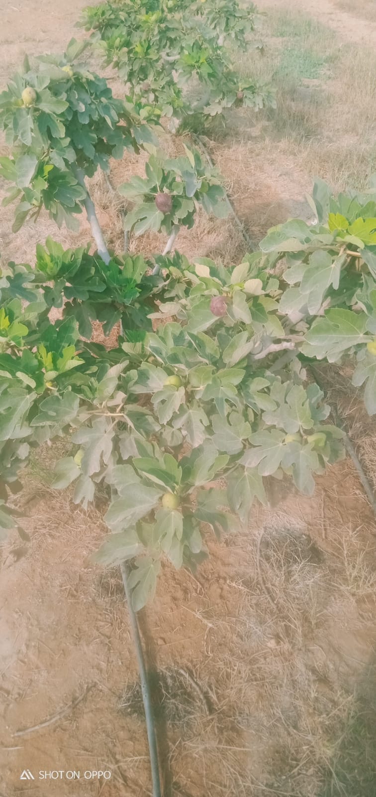🌾 فرصة استثمارية ذهبية لا تعوض .. مزرعة 28.5 فدان في قلب وادي النطرون (خالصة الوجائب والأوراق)🚜✨