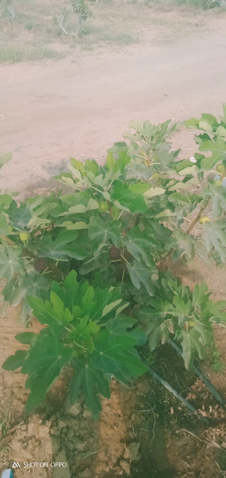 🌾 فرصة استثمارية ذهبية لا تعوض .. مزرعة 28.5 فدان في قلب وادي النطرون (خالصة الوجائب والأوراق)🚜✨