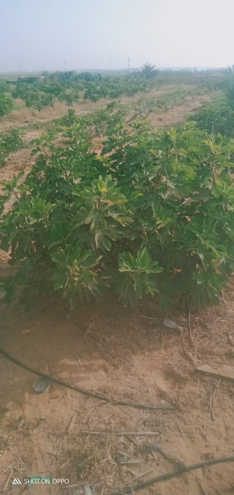 🌾 فرصة استثمارية ذهبية لا تعوض .. مزرعة 28.5 فدان في قلب وادي النطرون (خالصة الوجائب والأوراق)🚜✨
