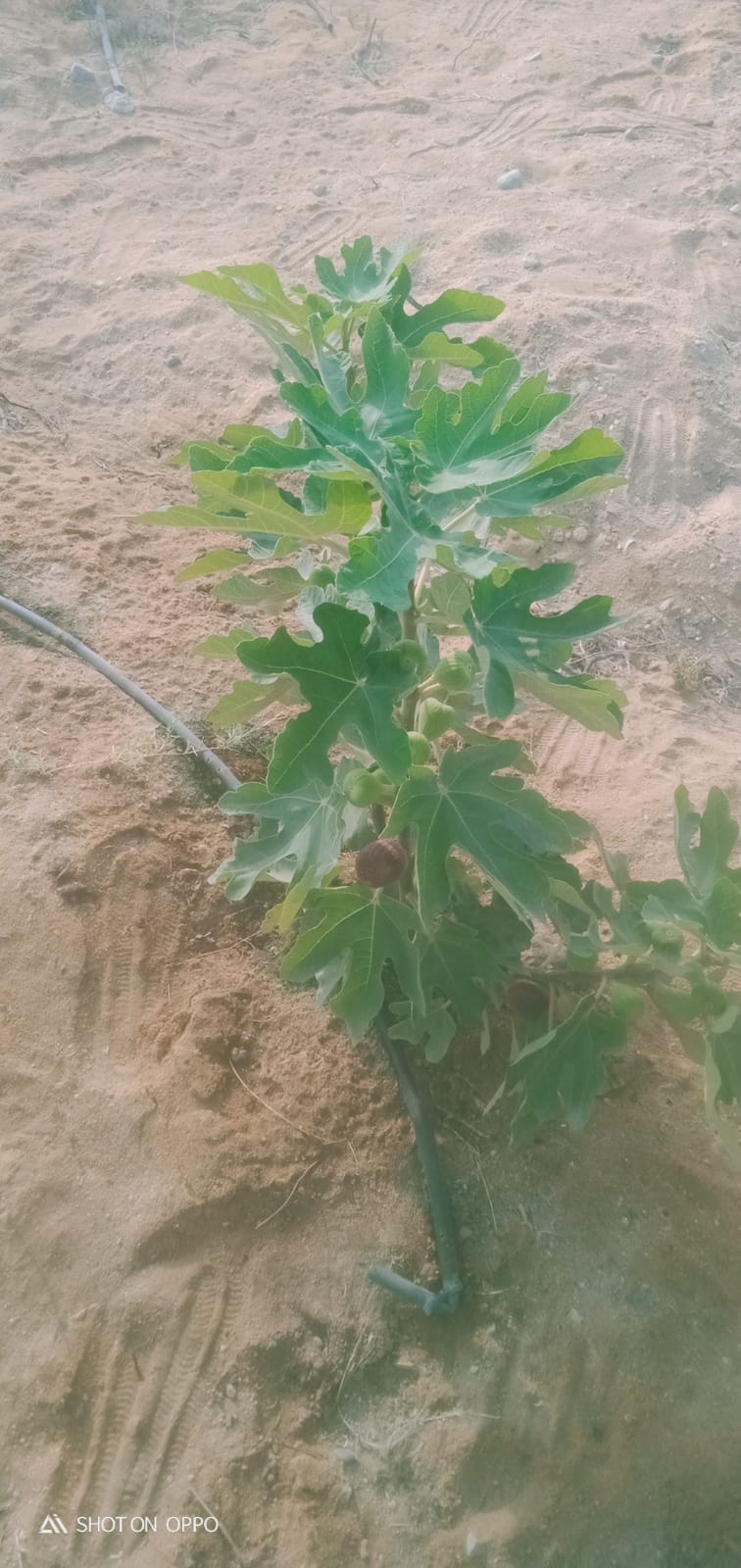 🌾 فرصة استثمارية ذهبية لا تعوض .. مزرعة 28.5 فدان في قلب وادي النطرون (خالصة الوجائب والأوراق)🚜✨